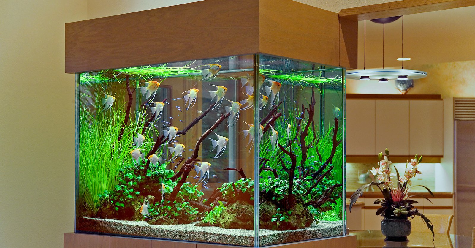 Aquarium Services Design, Installation and Maintenance Glamerhomz